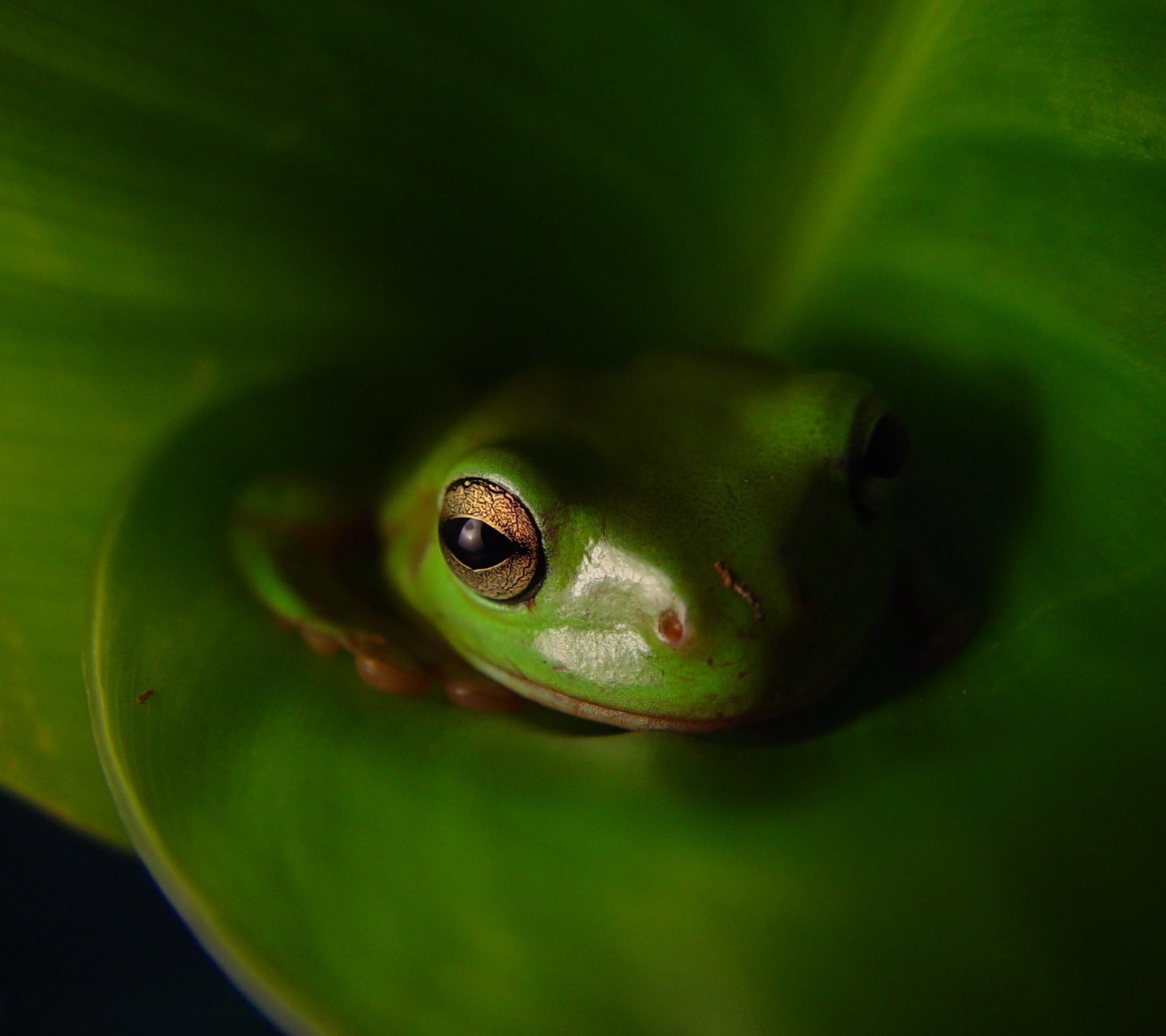 Frog Animal