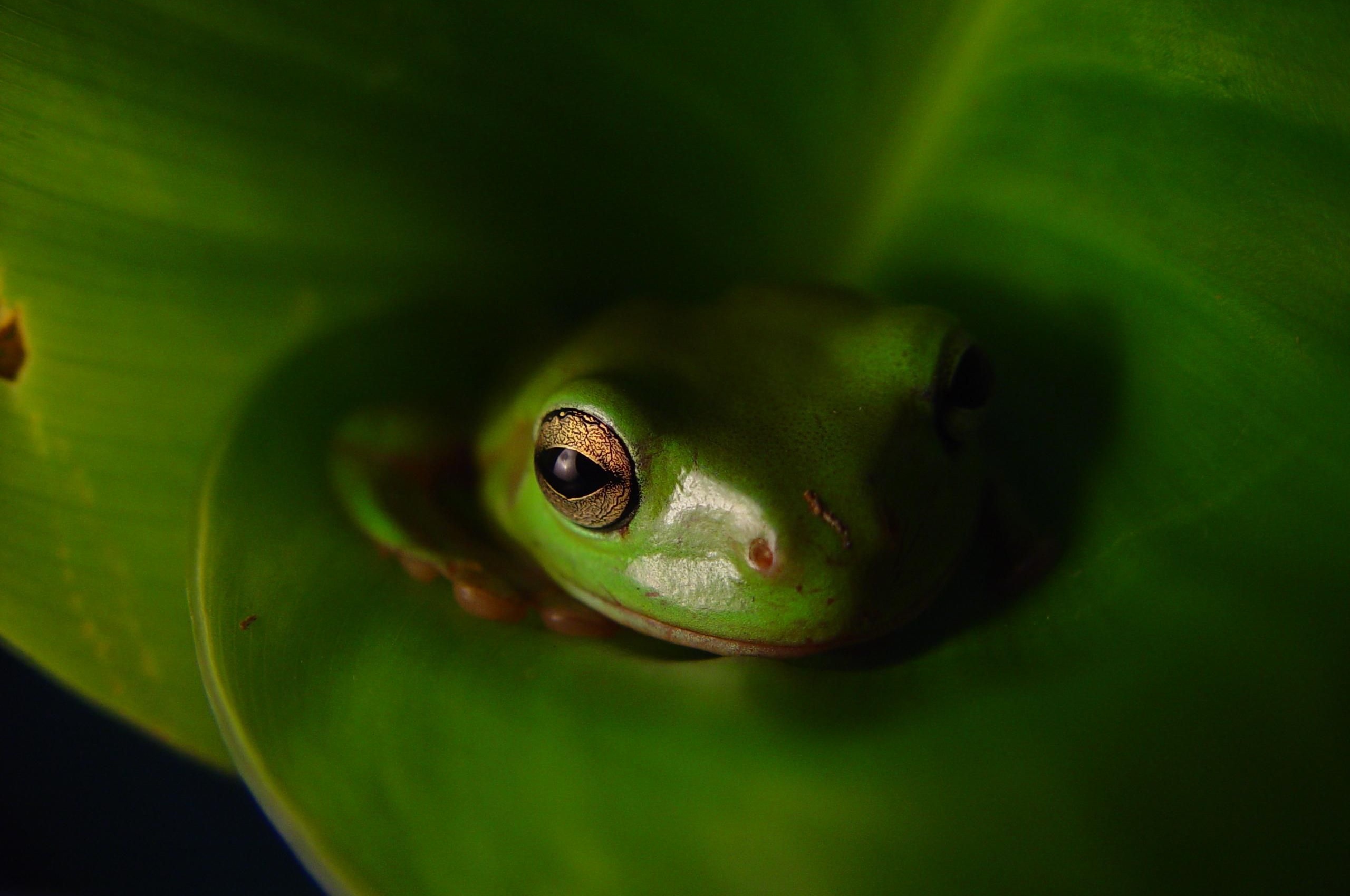 Frog Animal