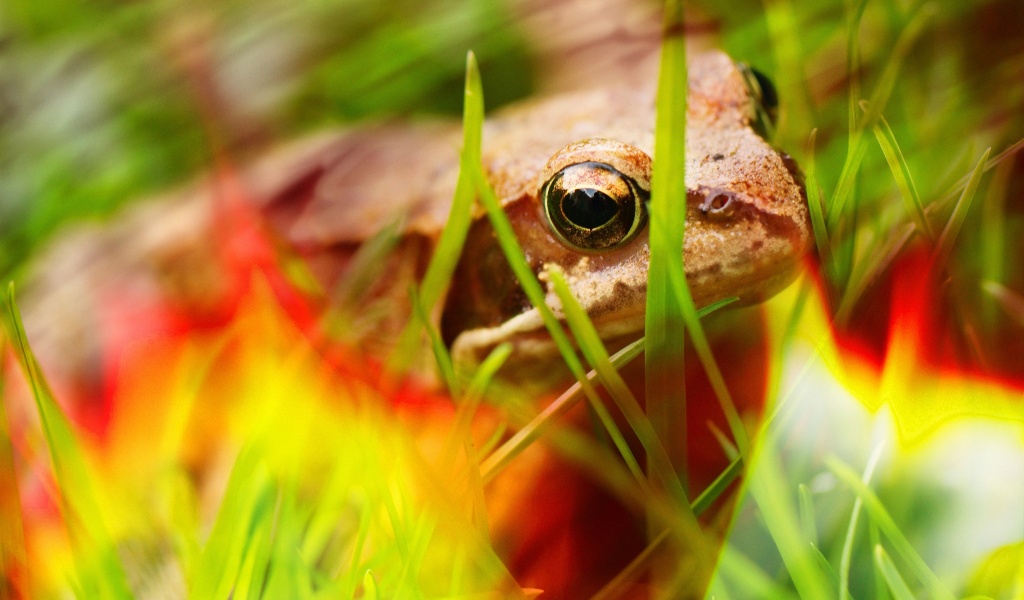 Frog - Close Up