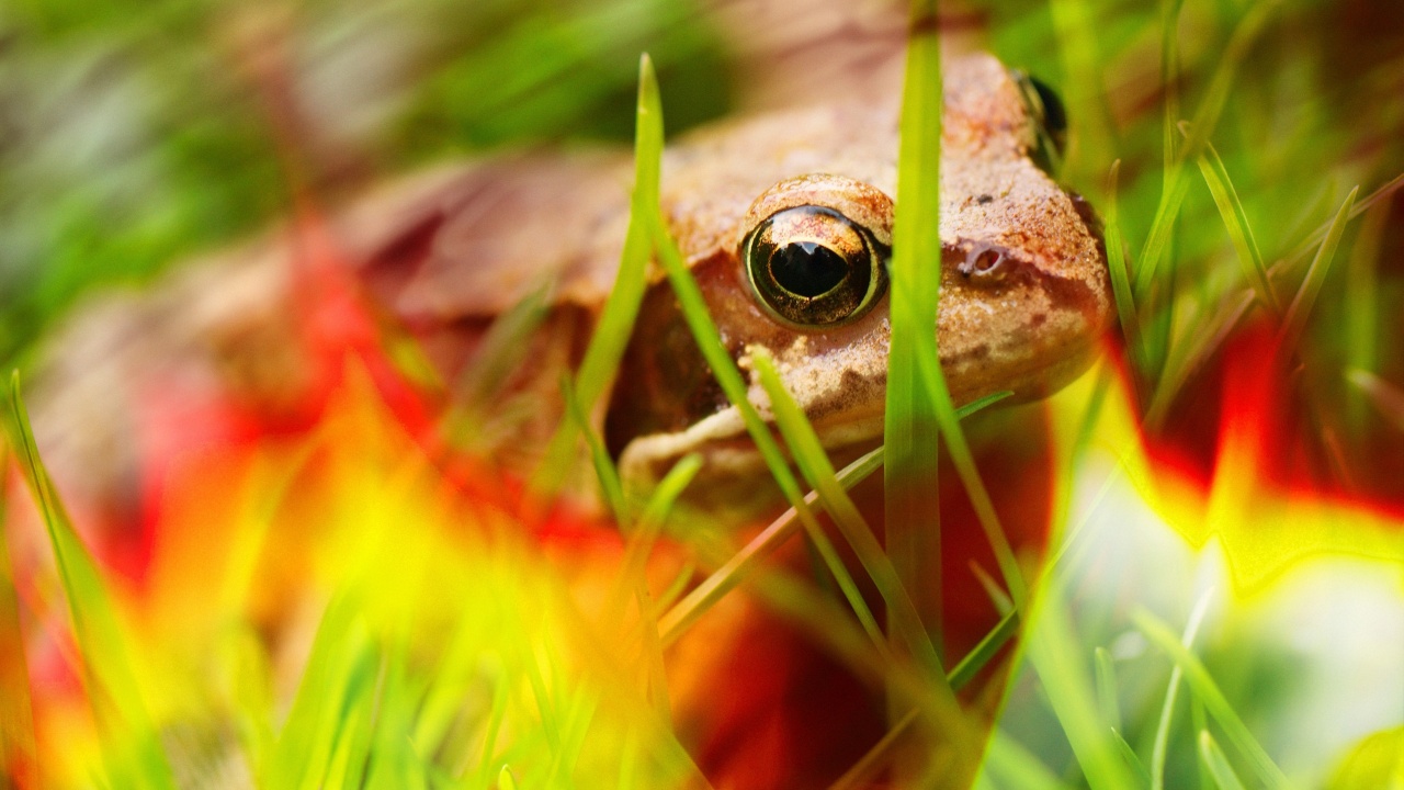 Frog - Close Up