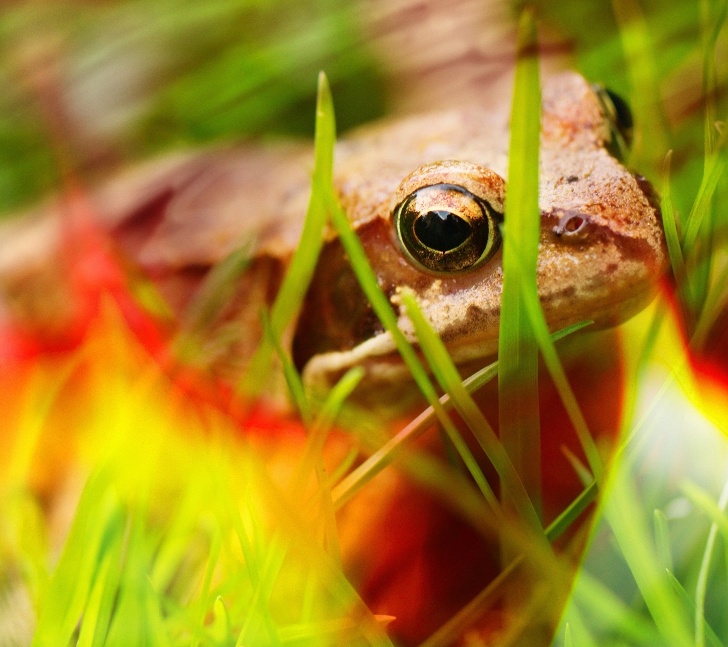 Frog - Close Up