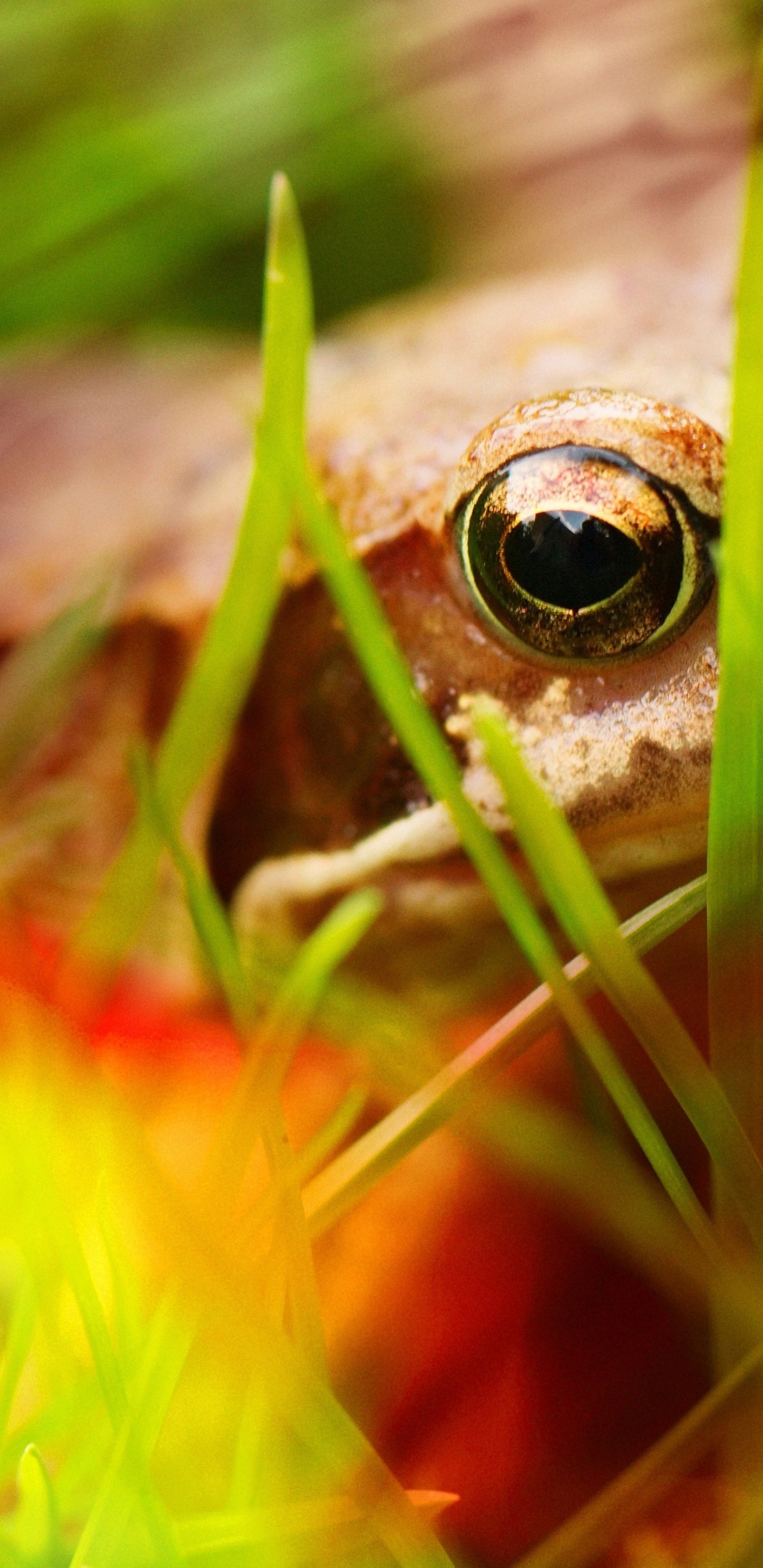 Frog - Close Up