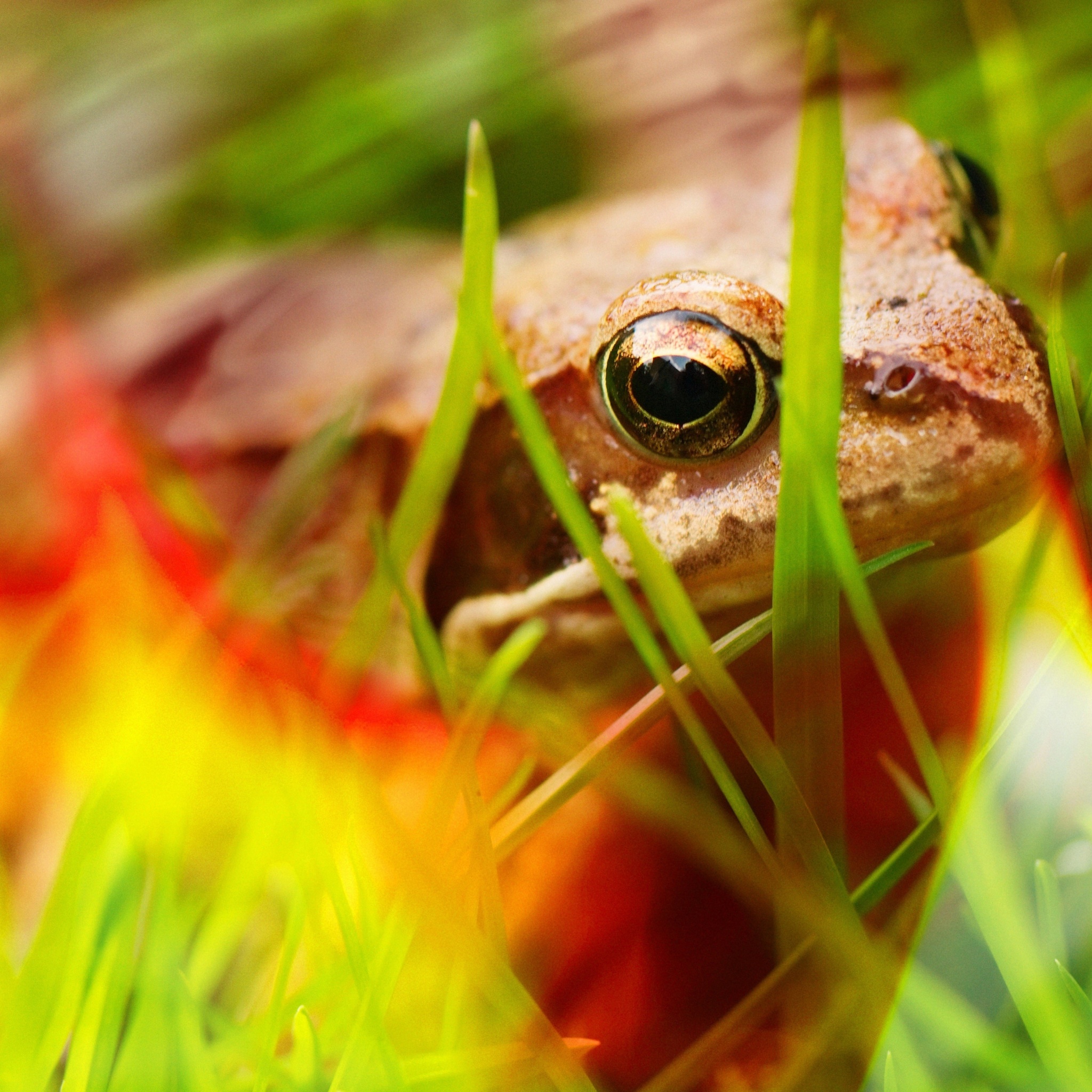 Frog - Close Up