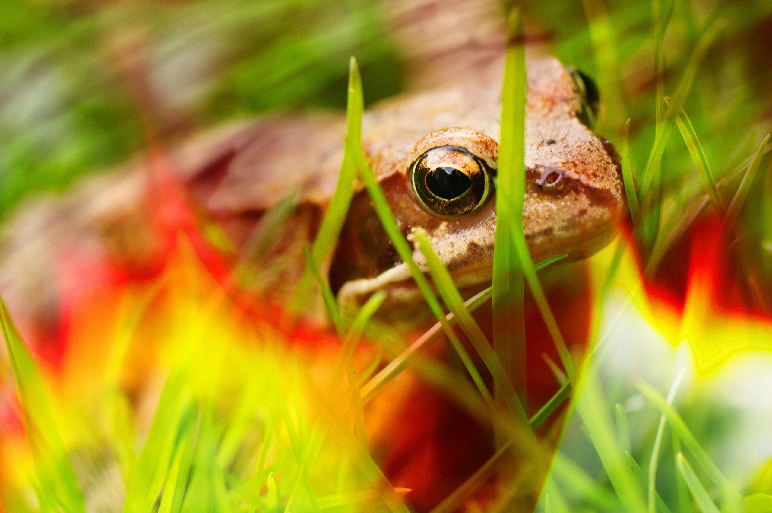 Frog - Close Up