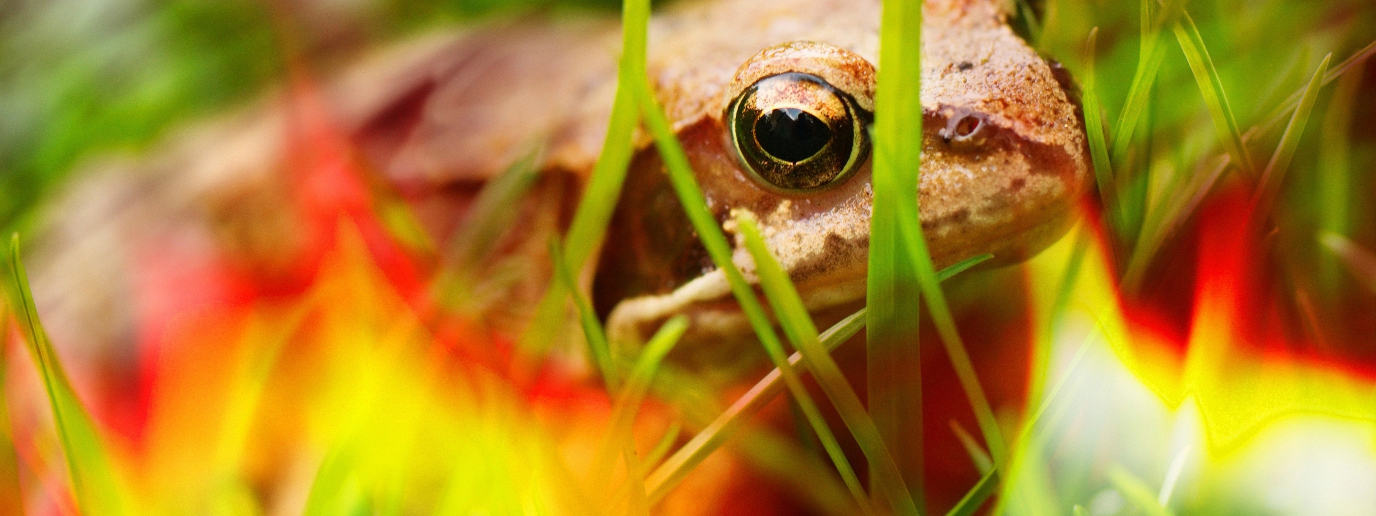 Frog - Close Up