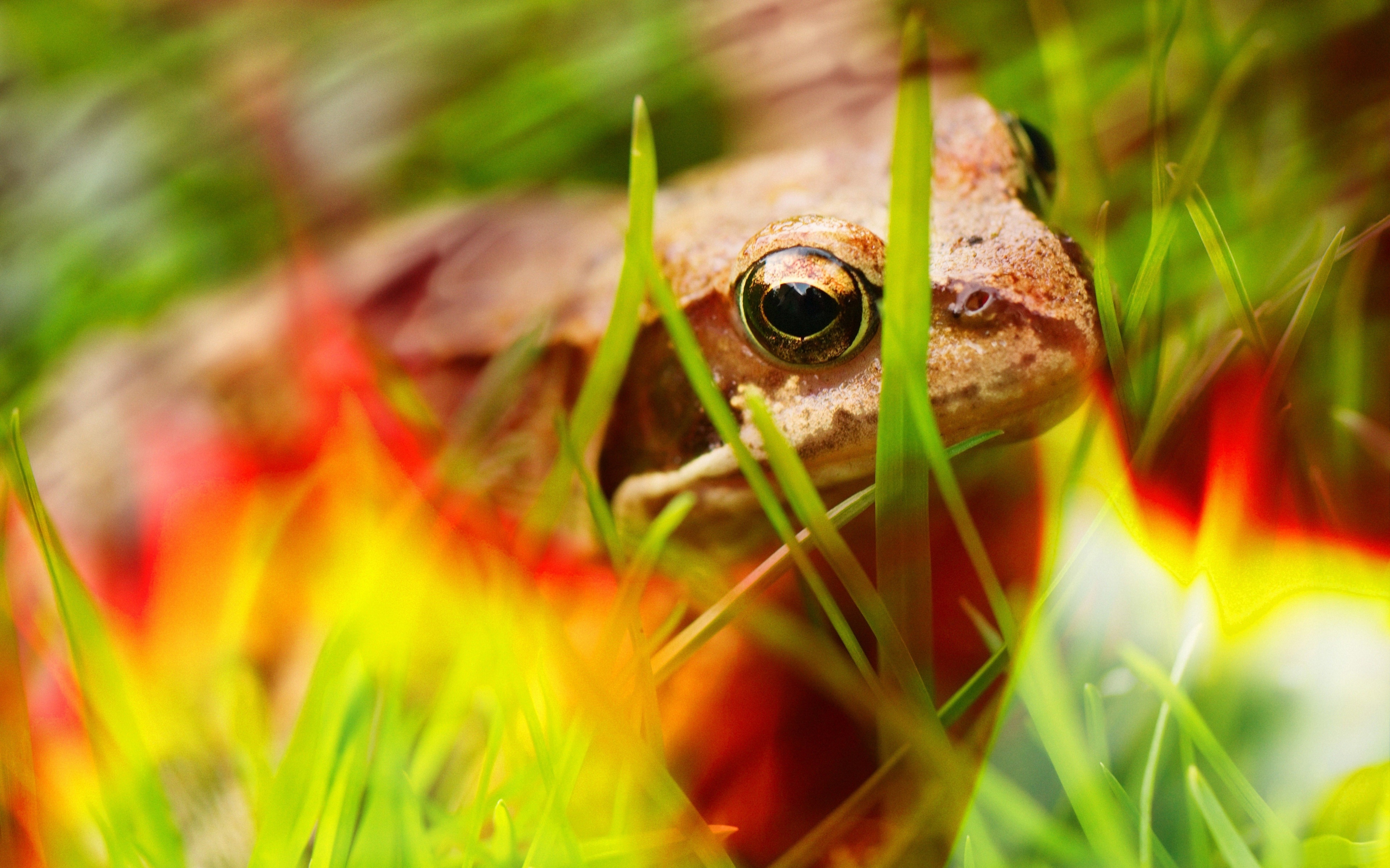 Frog - Close Up