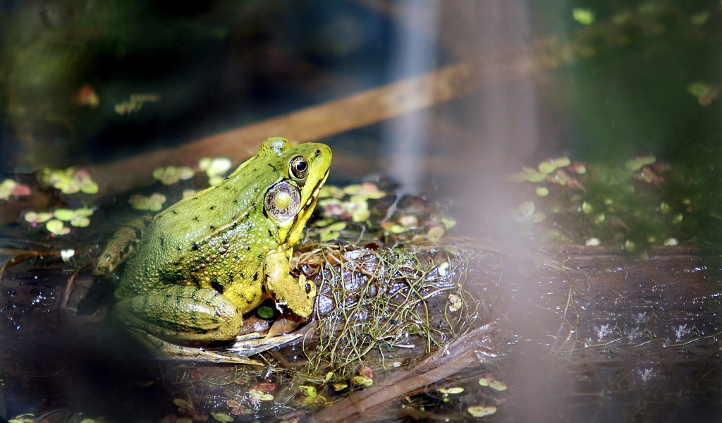 Frog On A Bog