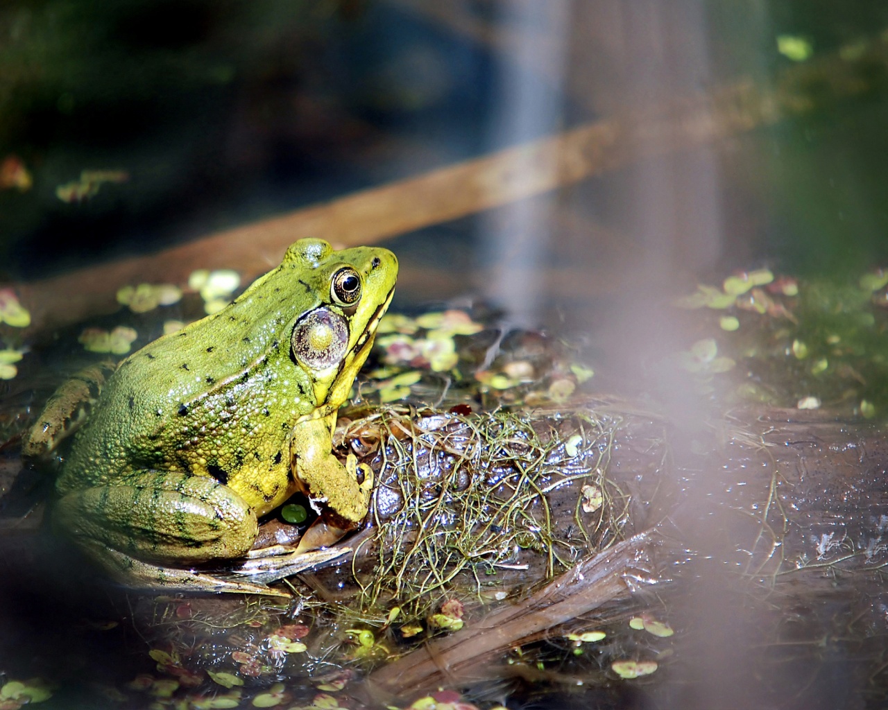 Frog On A Bog