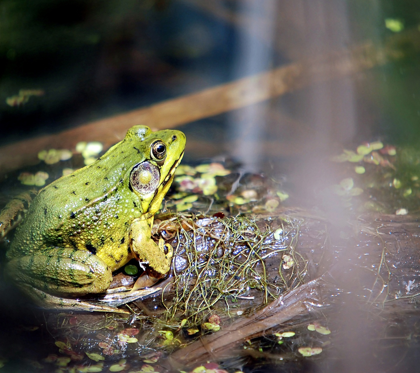 Frog On A Bog