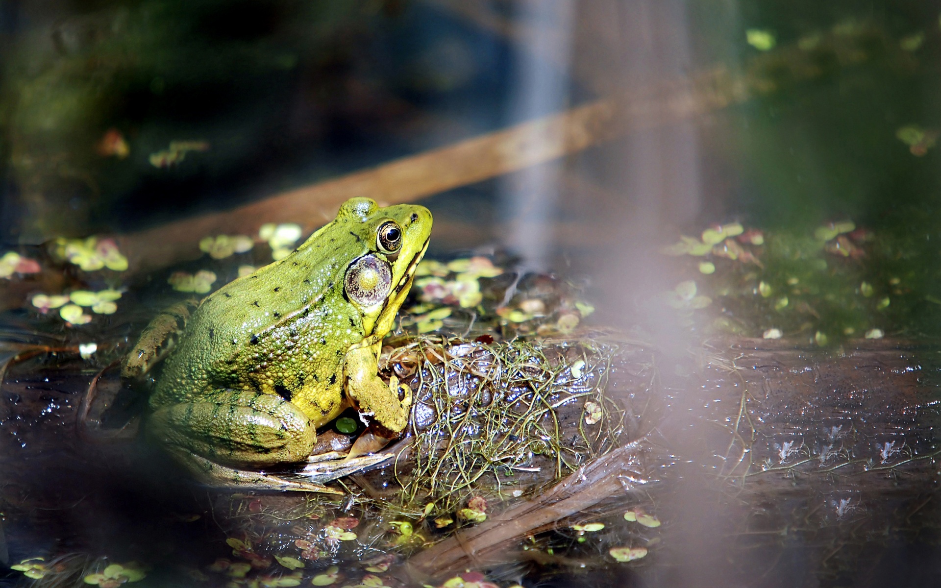 Frog On A Bog