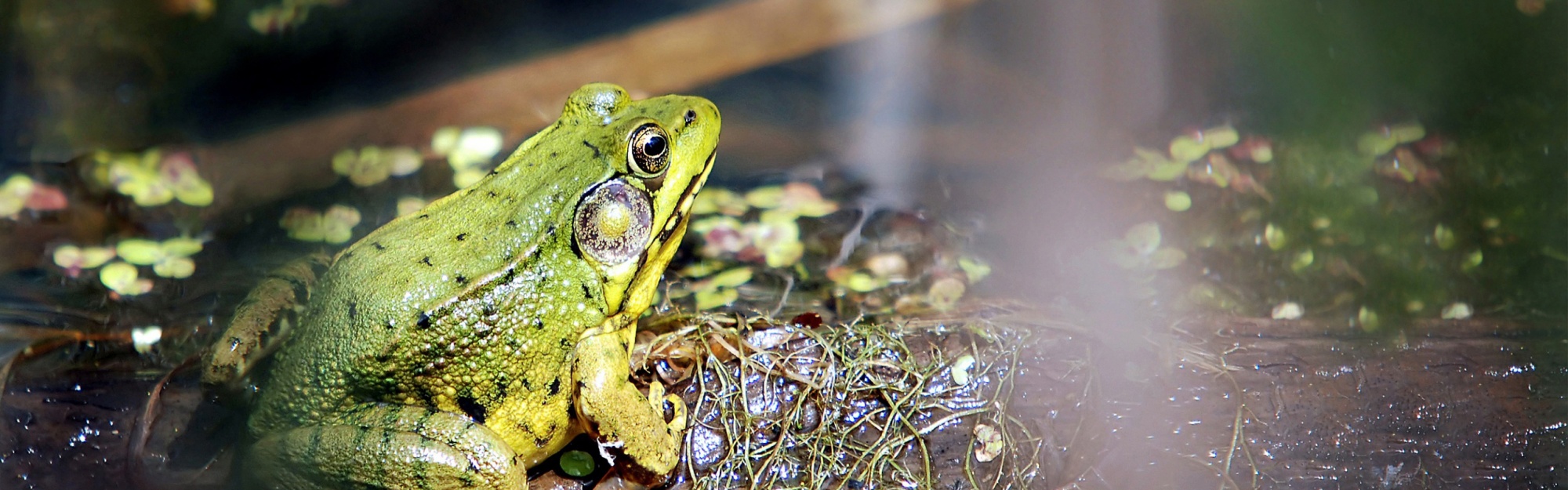 Frog On A Bog