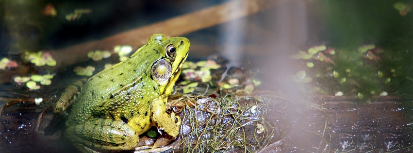 Frog On A Bog