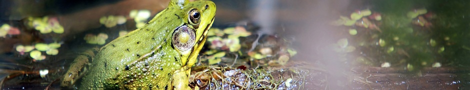 Frog On A Bog