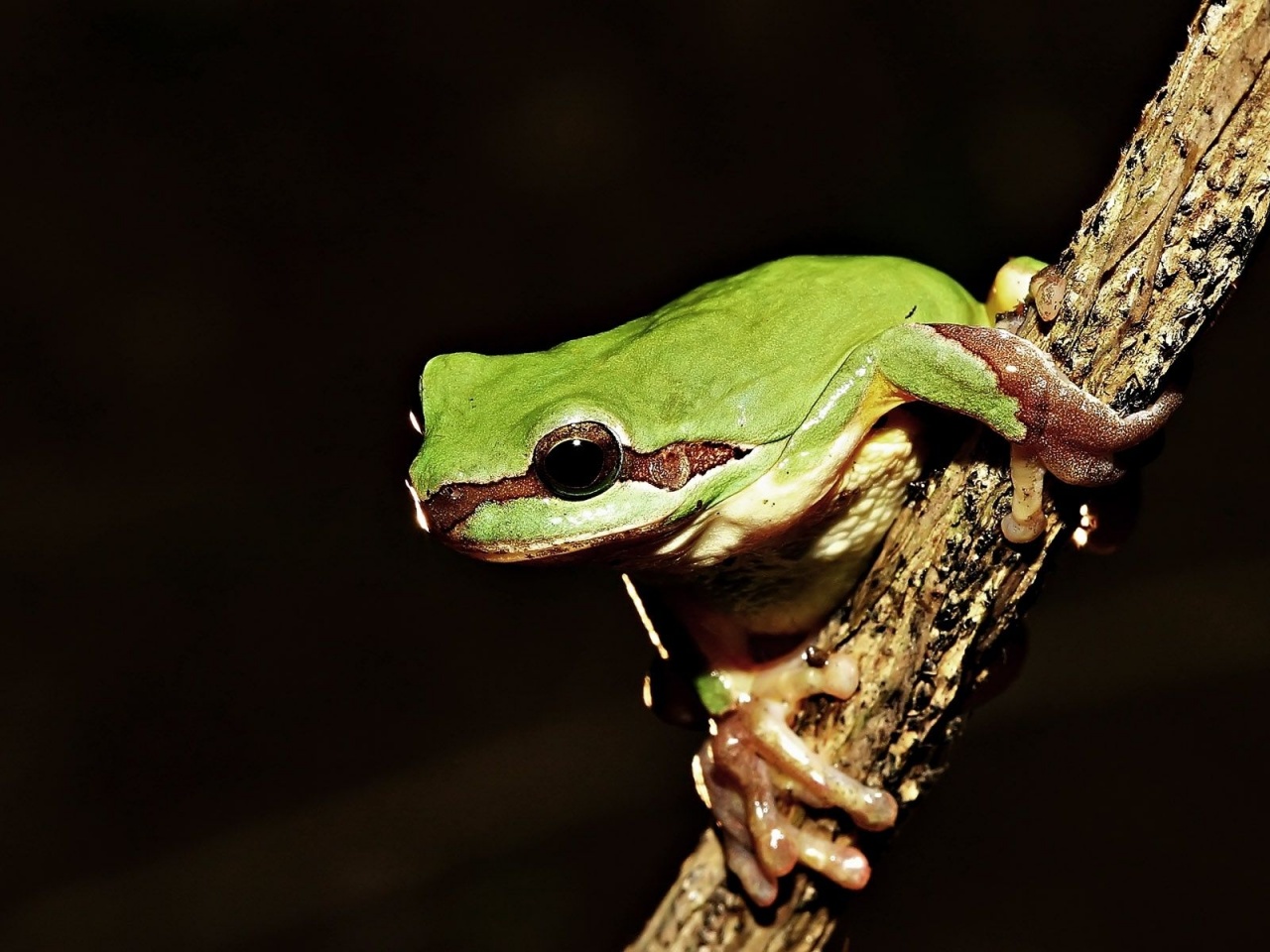 Frog On Tree