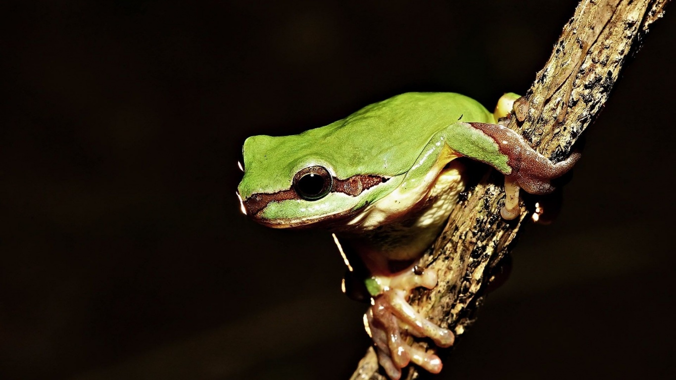 Frog On Tree