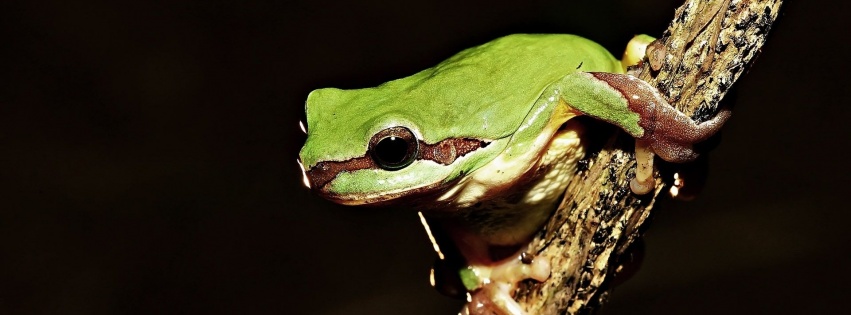 Frog On Tree