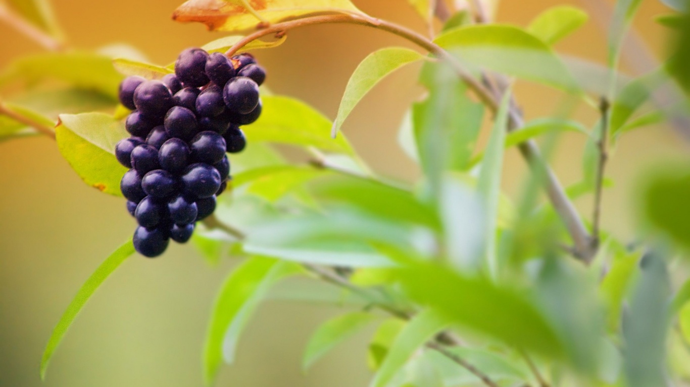 Fruits Food Grapes