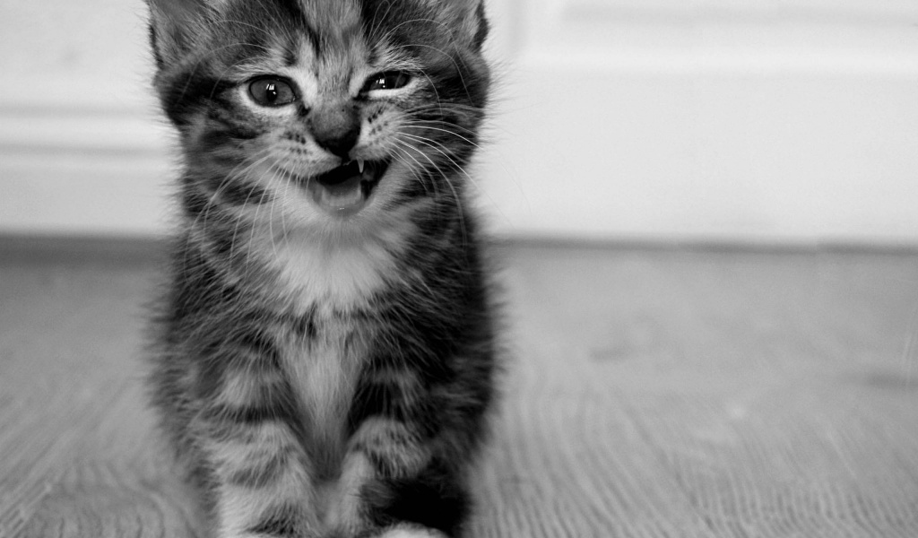 Funny Kitten