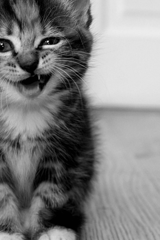 Funny Kitten