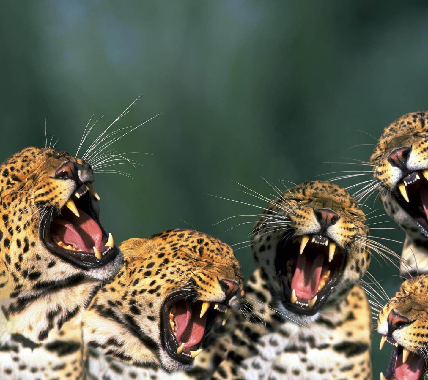 Funny Leopards