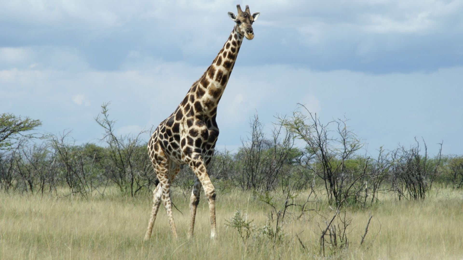 Giraffe Etosha National Park Nature Animals