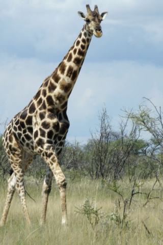 Giraffe Etosha National Park Nature Animals