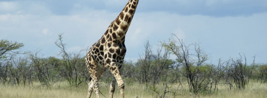 Giraffe Etosha National Park Nature Animals