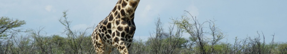 Giraffe Etosha National Park Nature Animals