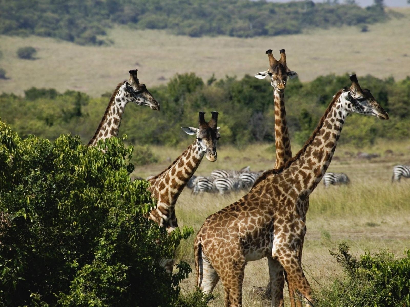 Giraffe Trio