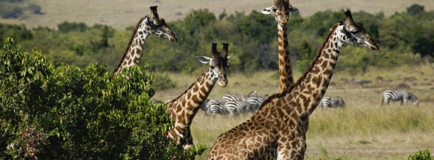 Giraffe Trio