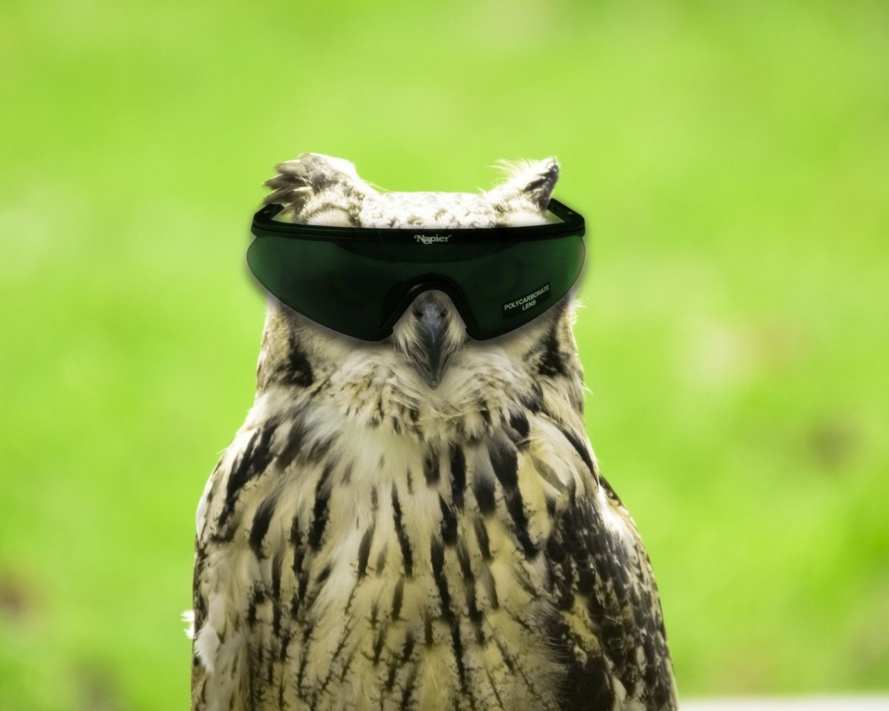 Glasses Funny Owls Photomanipulations