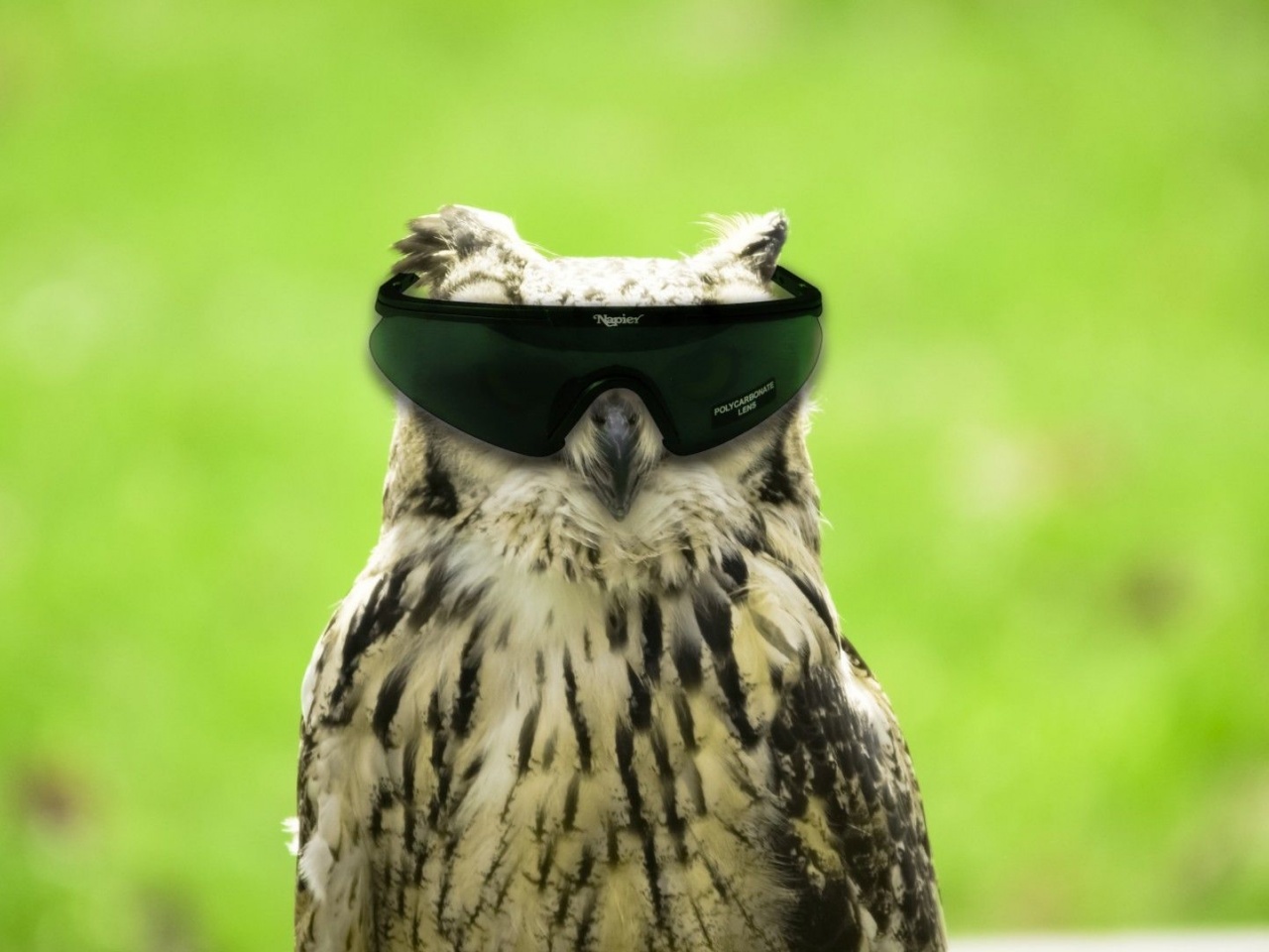 Glasses Funny Owls Photomanipulations