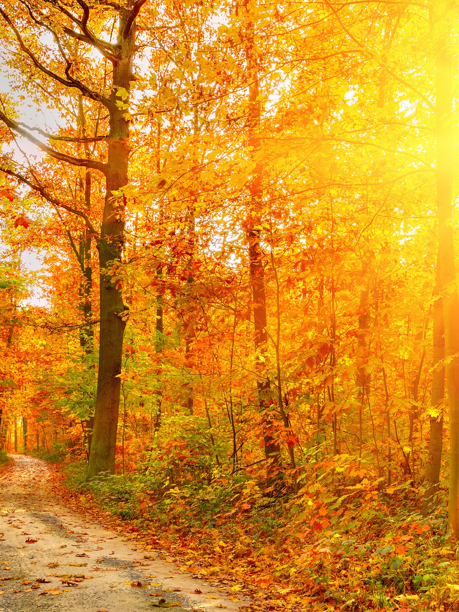 Golden Autumn Sunlight And Road