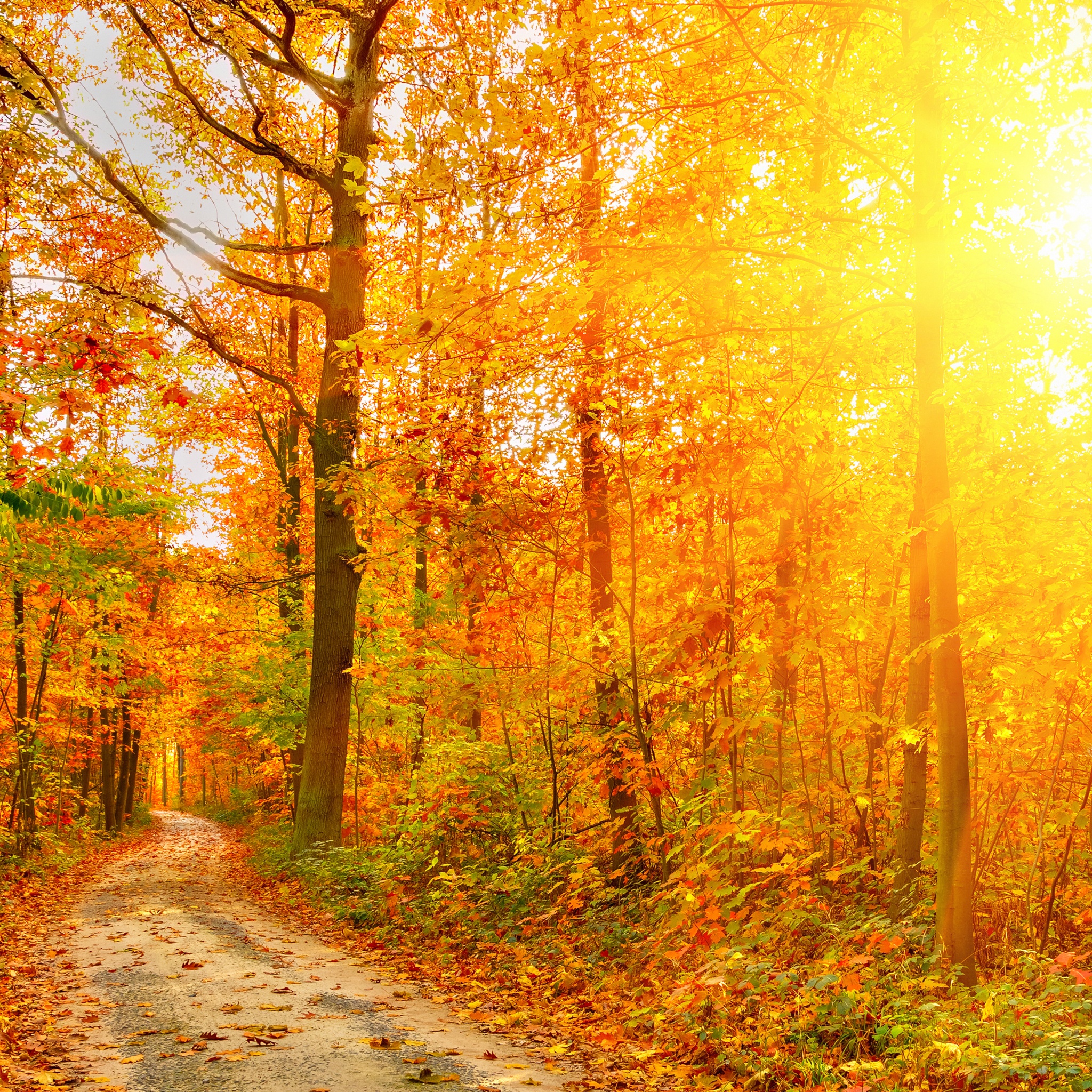 Golden Autumn Sunlight And Road