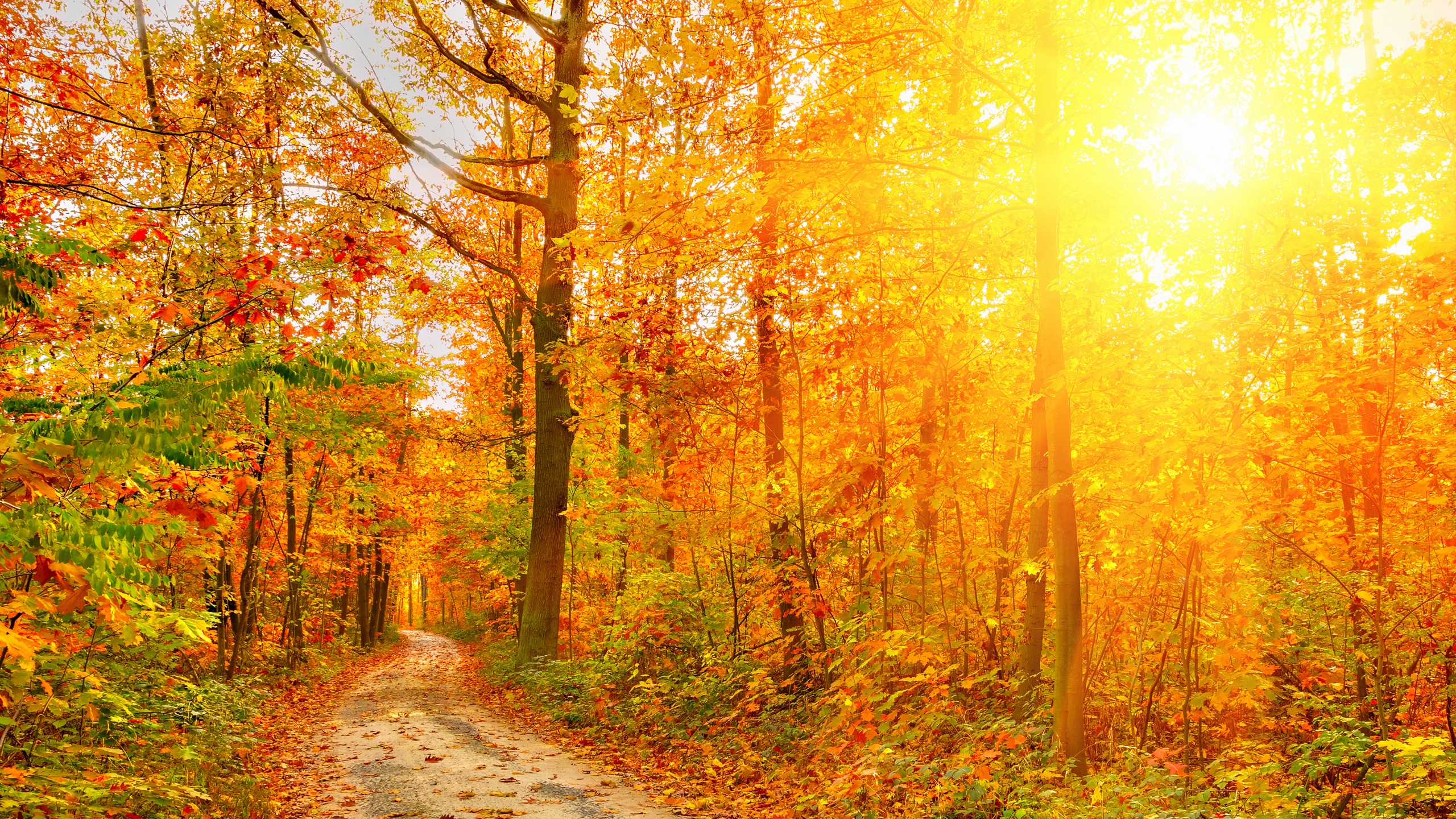 Golden Autumn Sunlight And Road