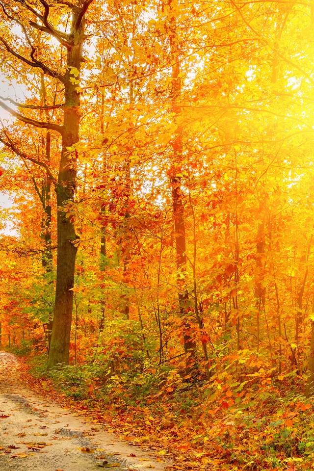 Golden Autumn Sunlight And Road