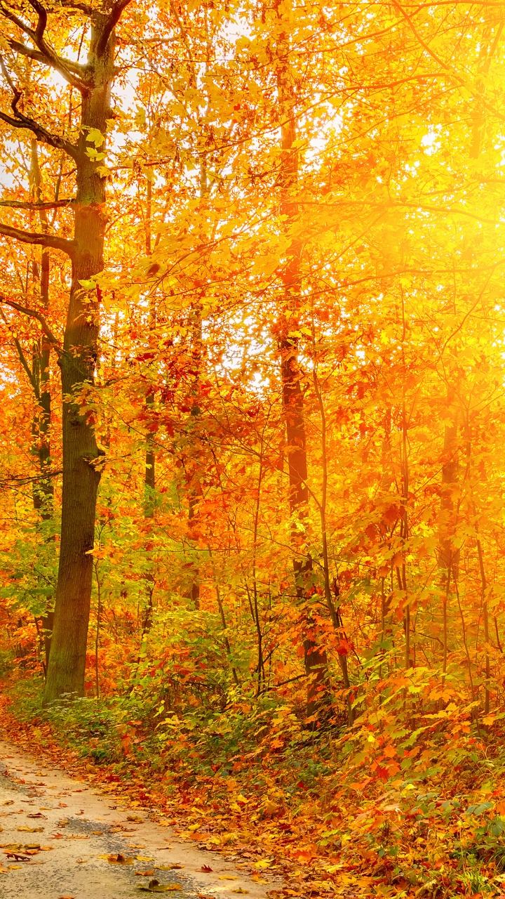 Golden Autumn Sunlight And Road