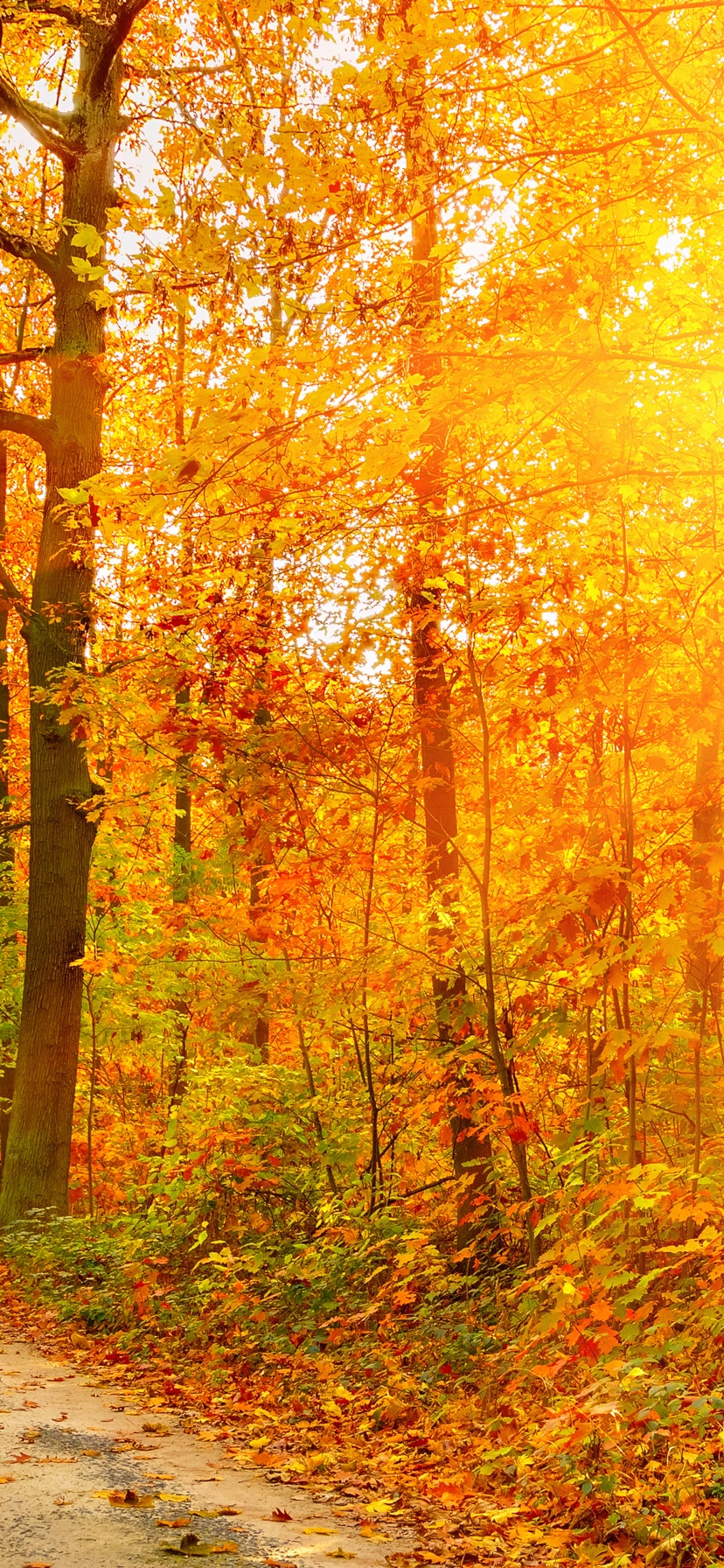 Golden Autumn Sunlight And Road