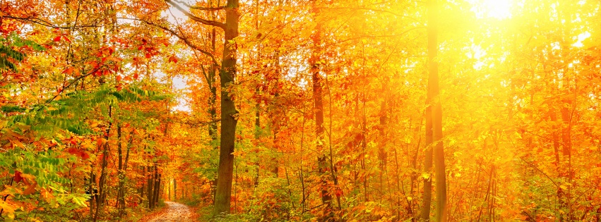 Golden Autumn Sunlight And Road