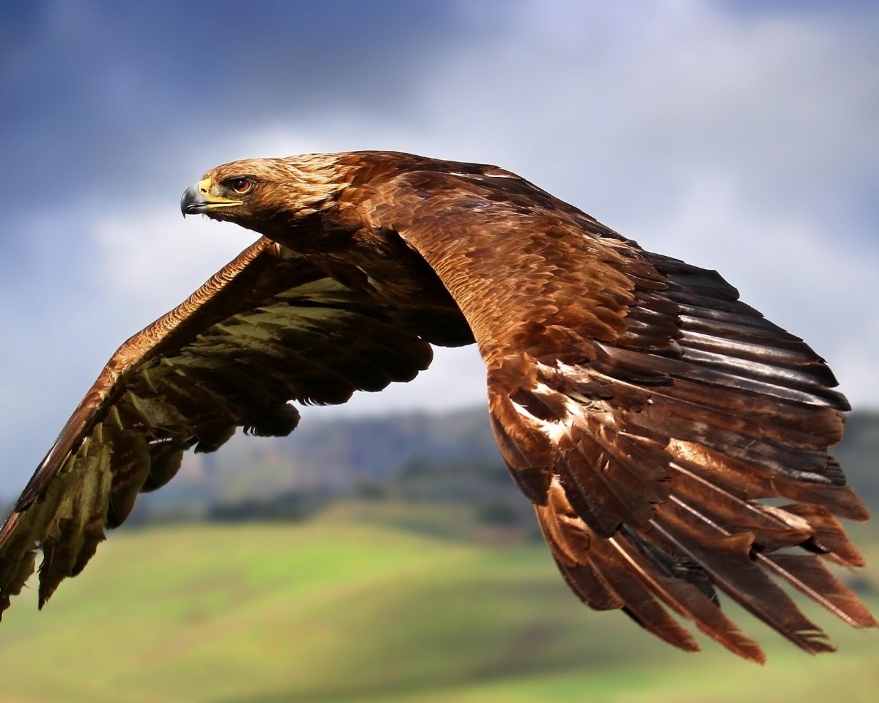 Golden Eagle In Flight