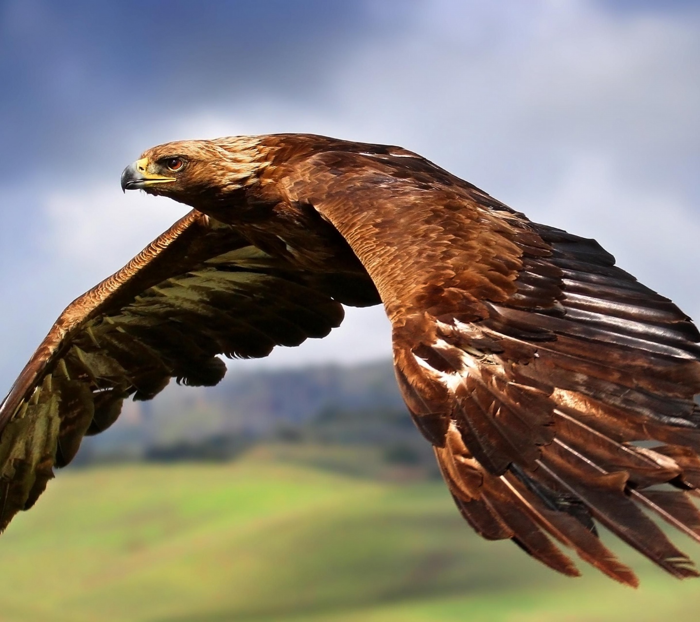 Golden Eagle In Flight