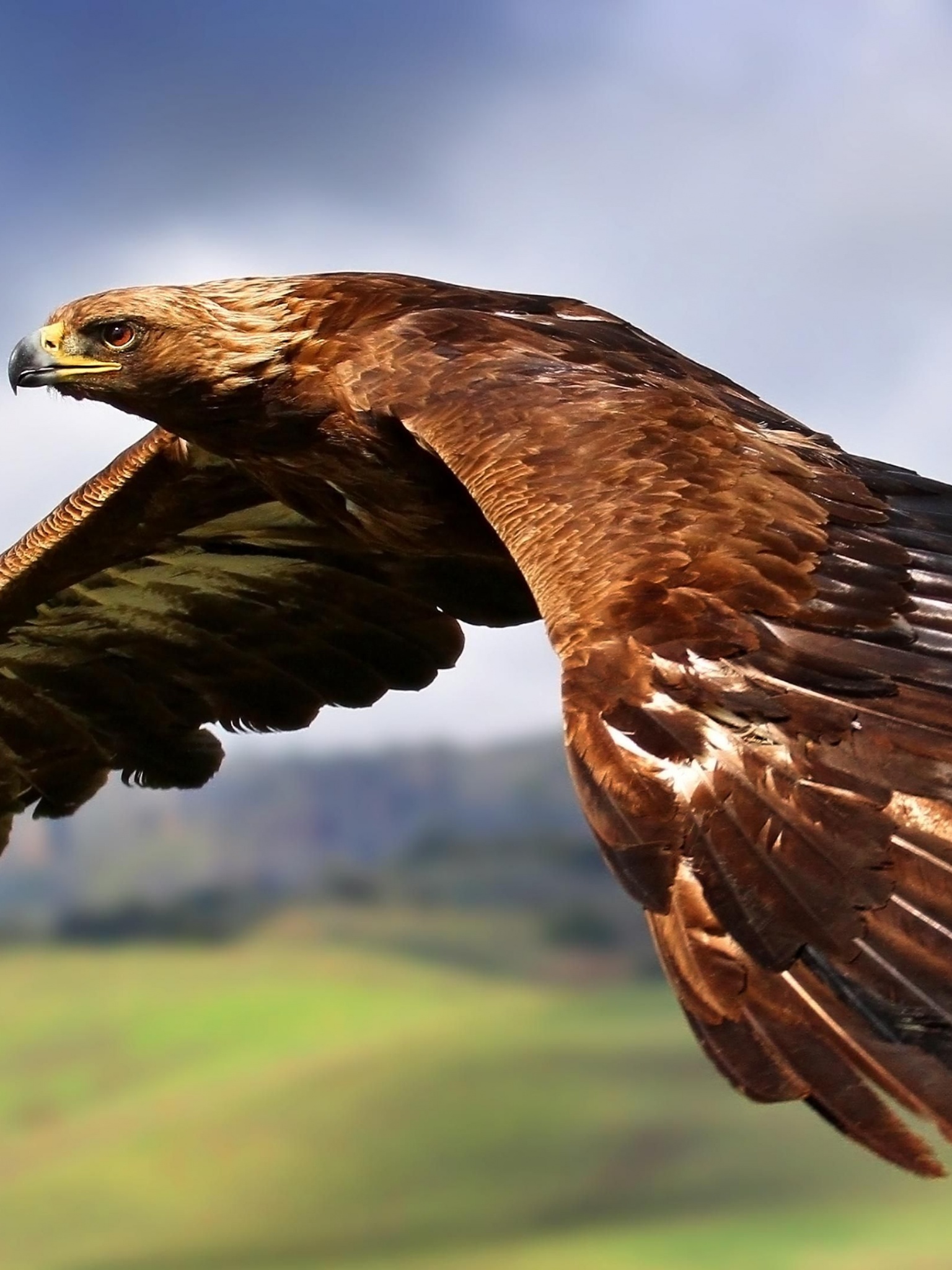 Golden Eagle In Flight