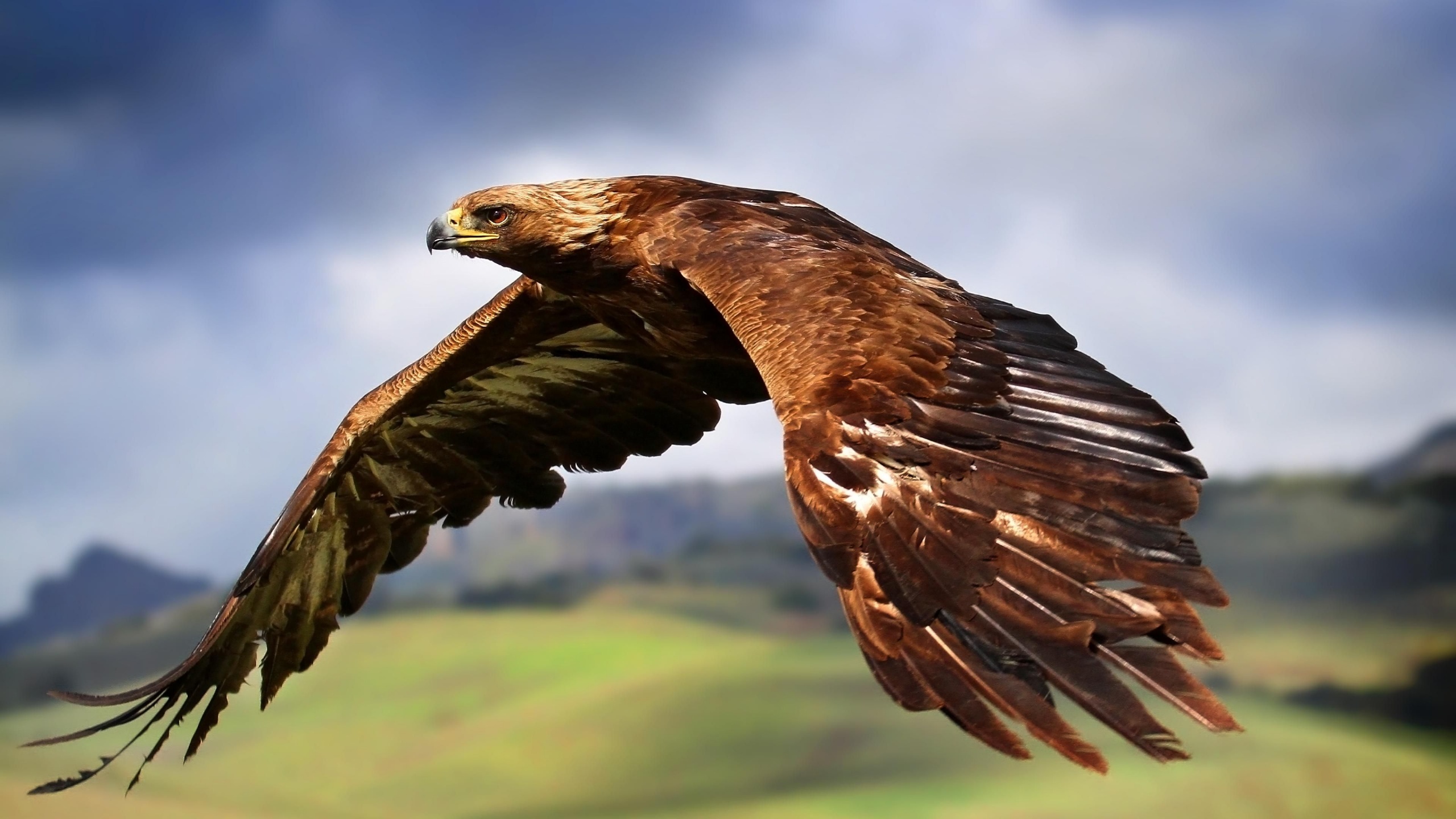 Golden Eagle In Flight