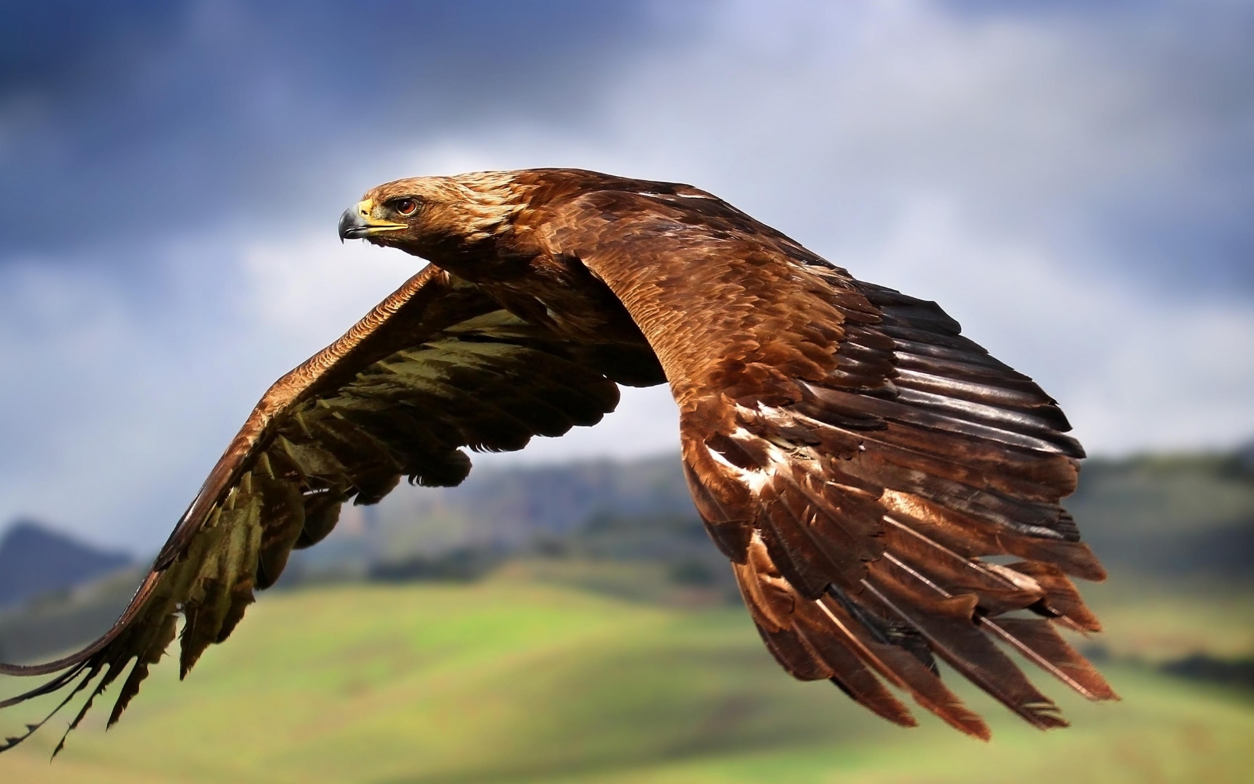 Golden Eagle In Flight