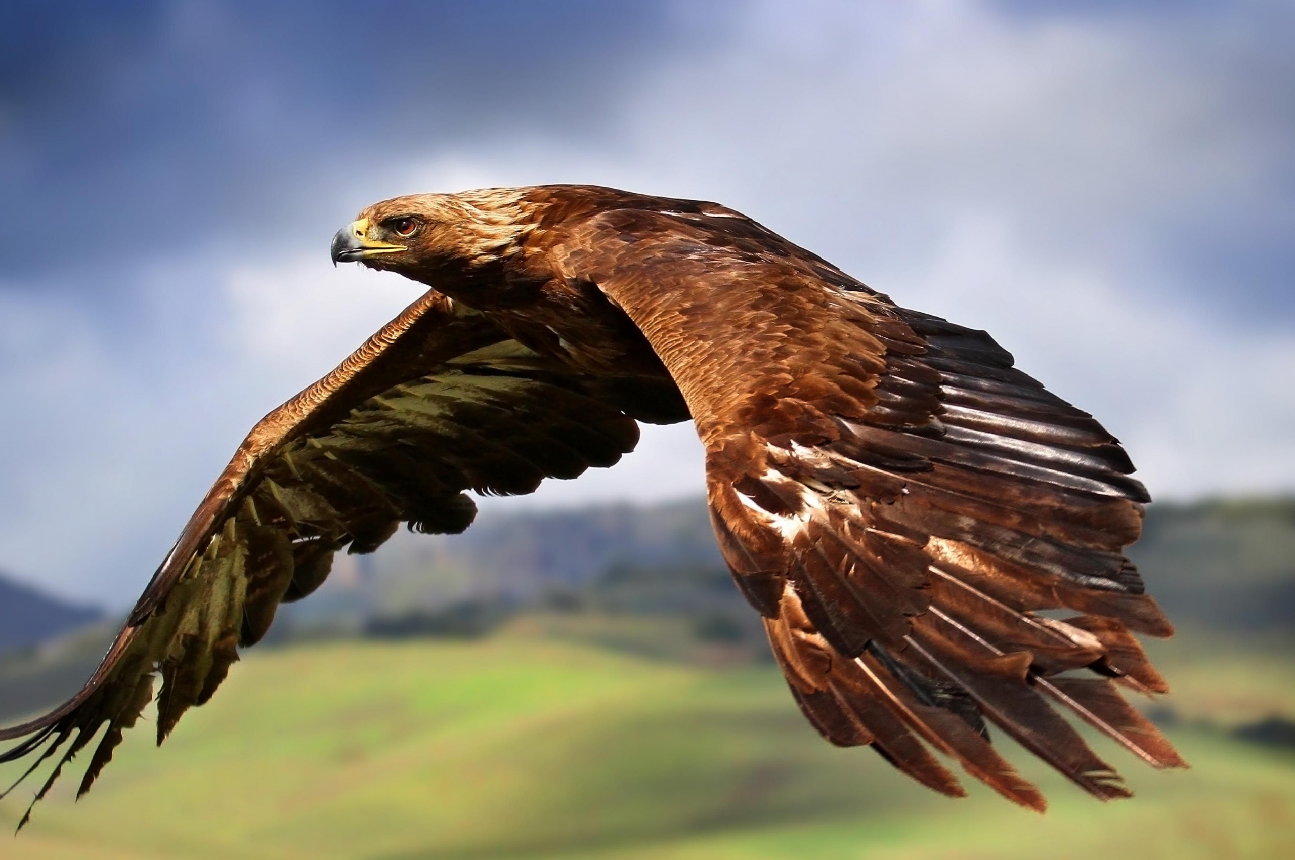 Golden Eagle In Flight