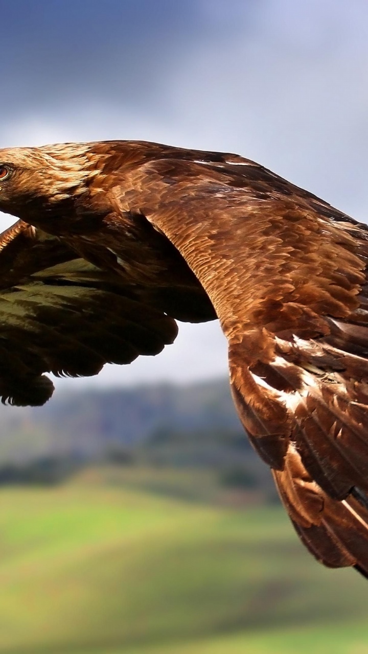 Golden Eagle In Flight