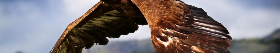 Golden Eagle In Flight