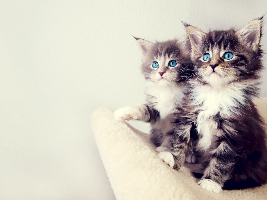 Gorgeous Kittens