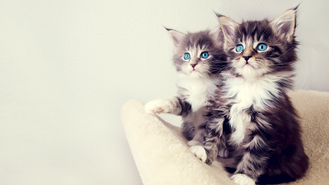 Gorgeous Kittens