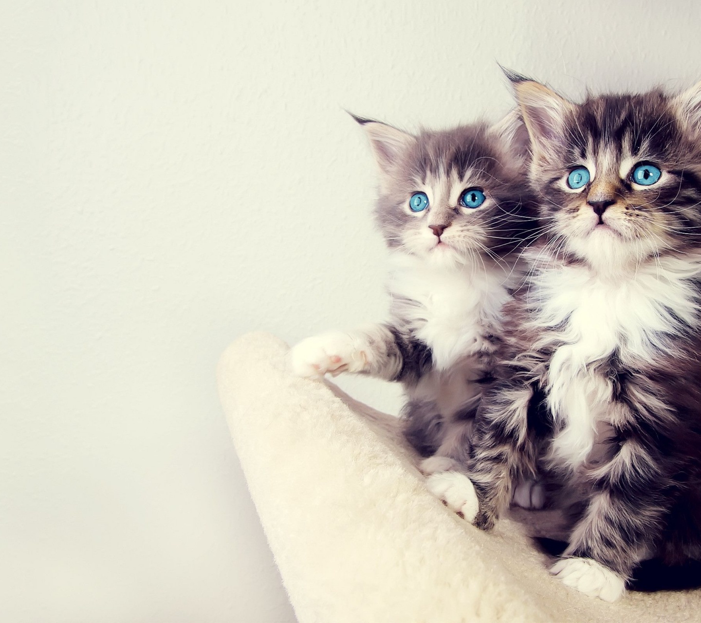 Gorgeous Kittens